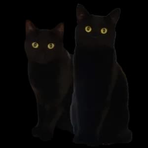The kitties, Padme and Leia